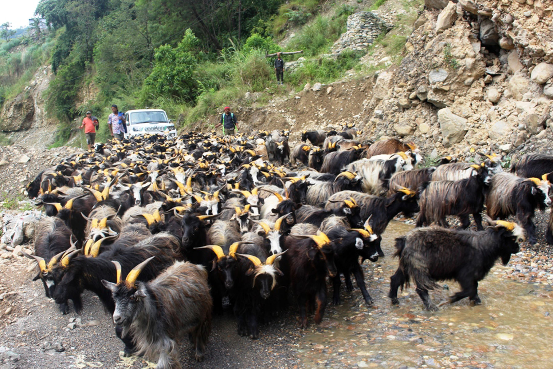 दशैँमा च्याङ्ग्राको मूल्यमा वृद्धिः उपभोक्ता निरासमा