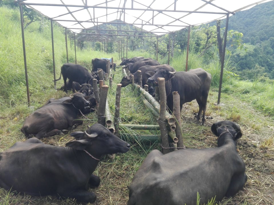 १० वर्षदेखि बाँझो जग्गामा सामूहिक भैंसीपालन