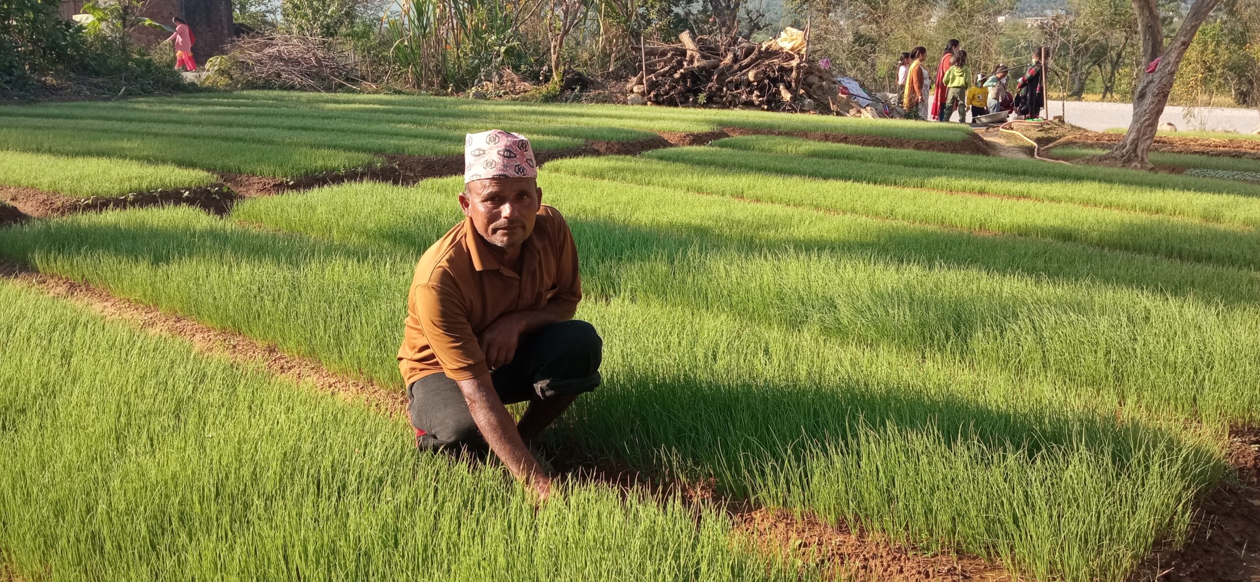 बिरुवा बिक्रीबाट राम्रो आम्दानी
