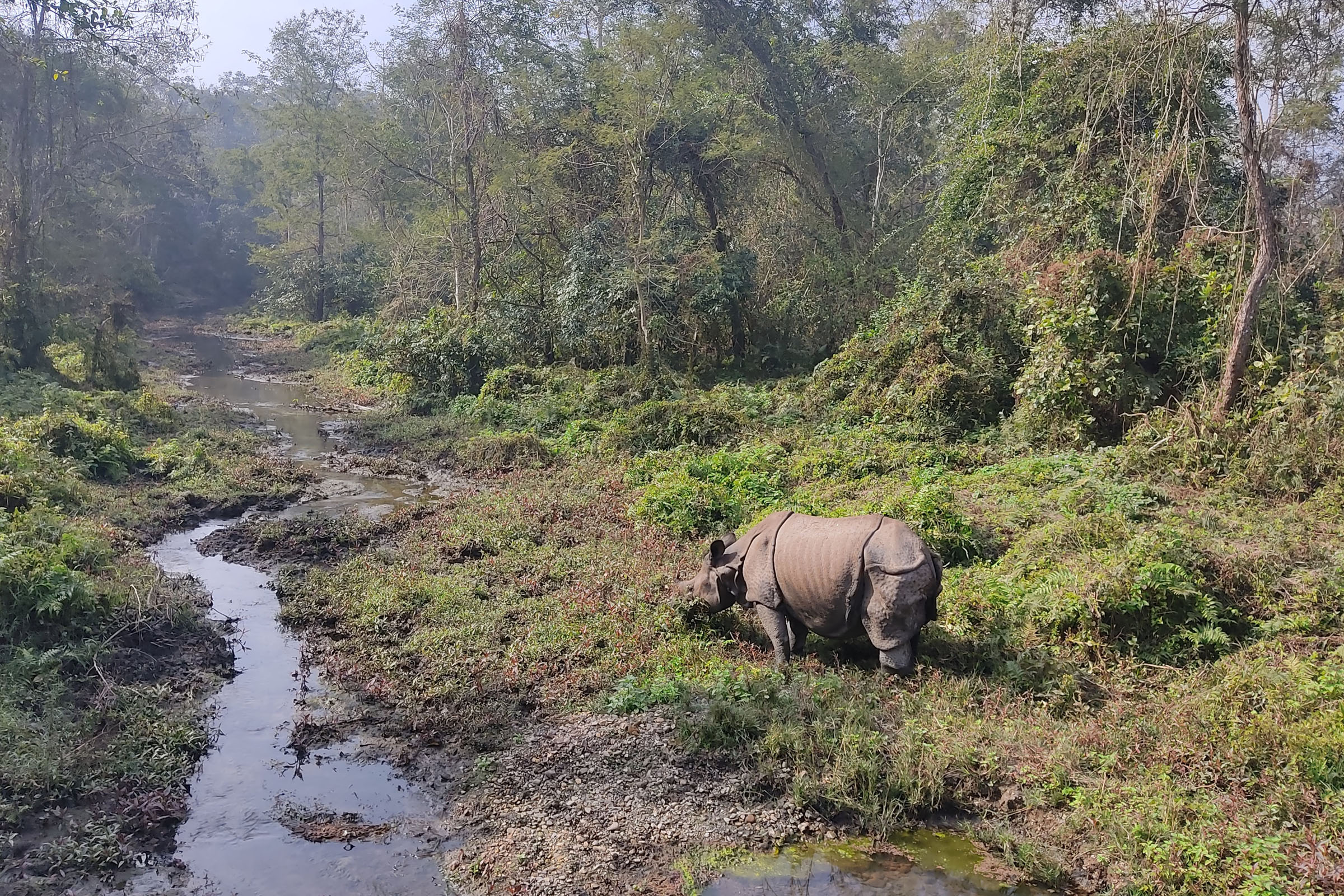चर्दै गरेको गैँडा !