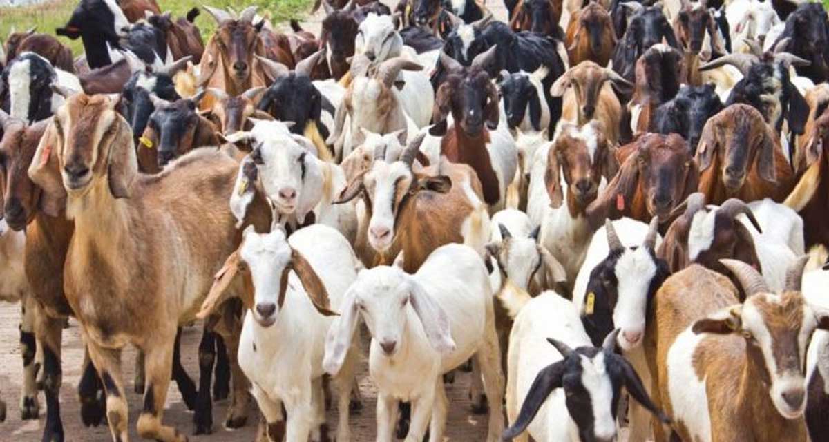 बाख्रा पालन व्यवसायबाट मनग्य आम्दानी