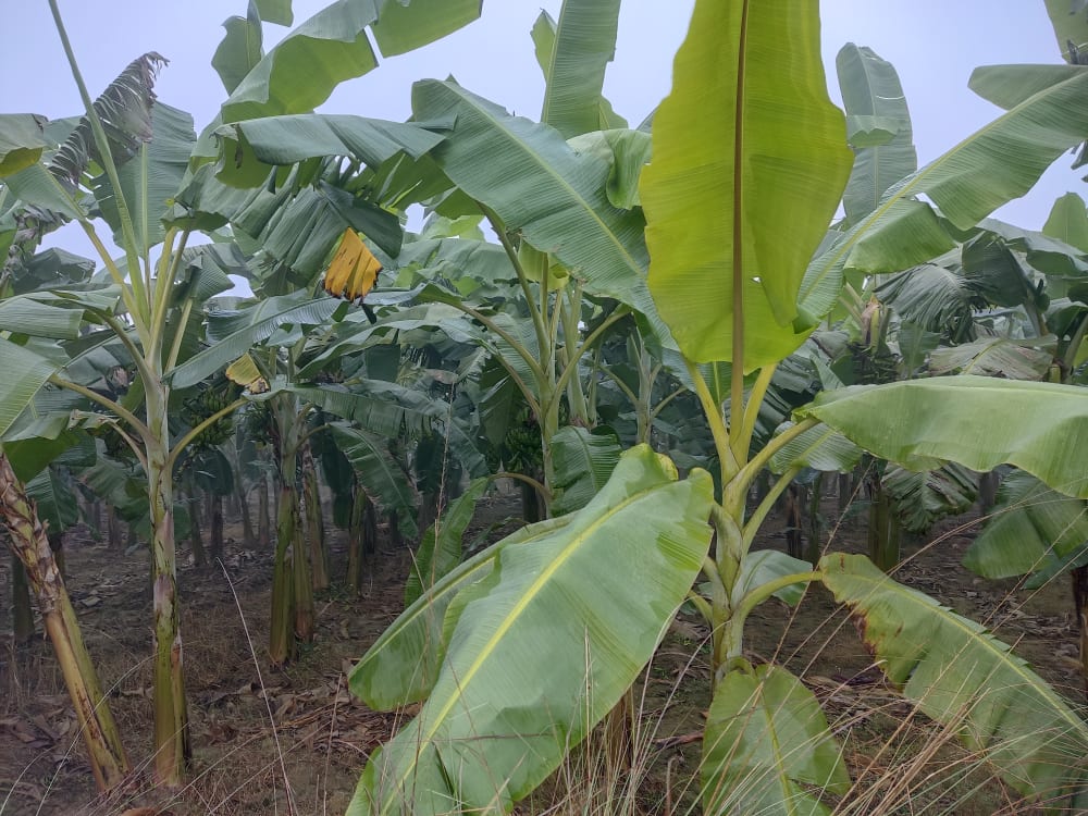 केरा खेतीबाट मनग्य आम्दानी