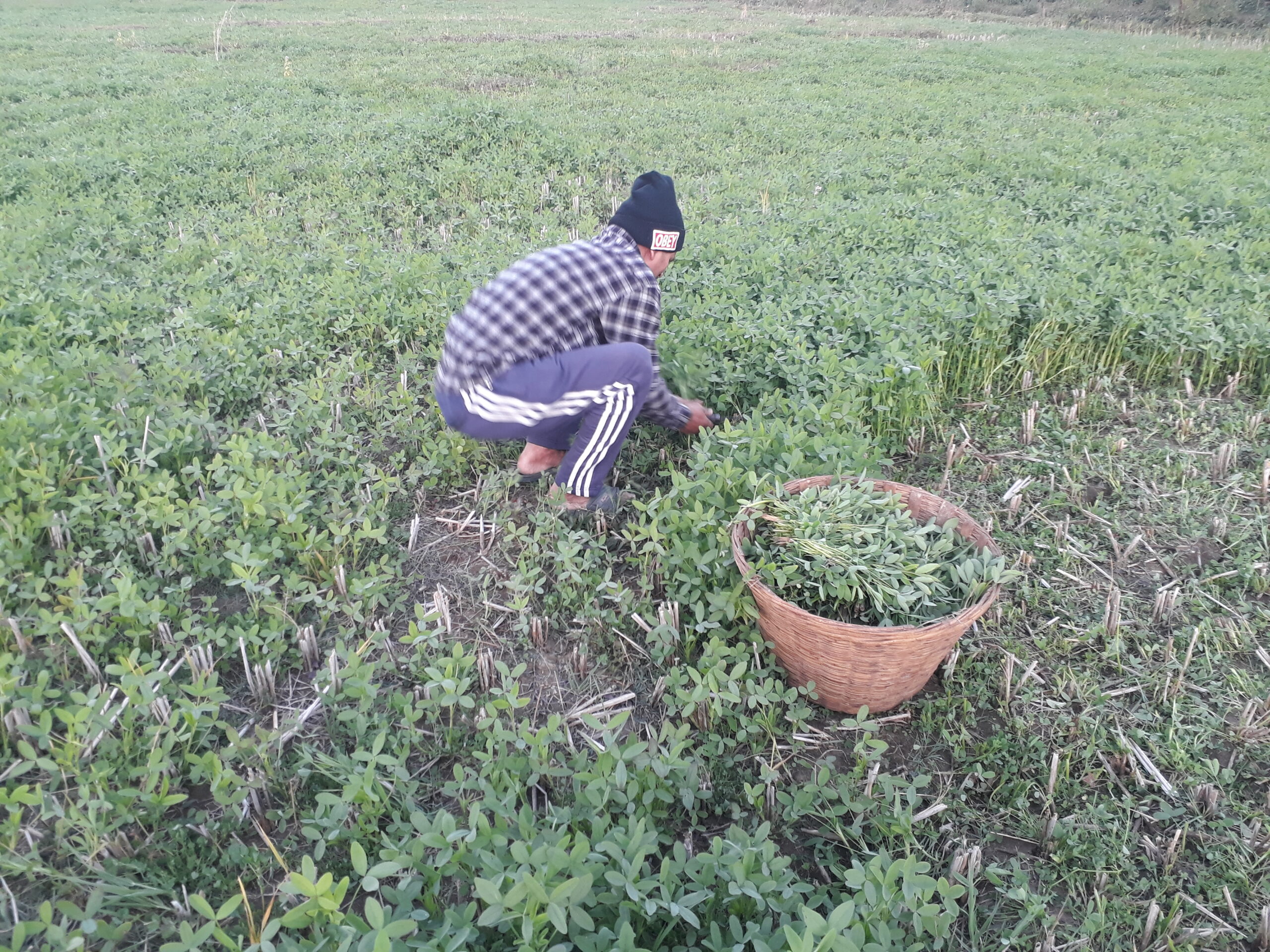 ‘ग्रिन गोल्ड’ बेचेर आम्दानी गर्दै दङ्गाली किसान
