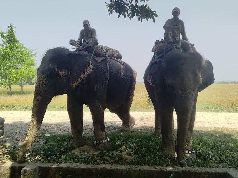 नेपालको दुई वटा हात्ती भारतमा लगेर बेच्ने प्रयास, हात्ती सहित तीन पक्राउ
