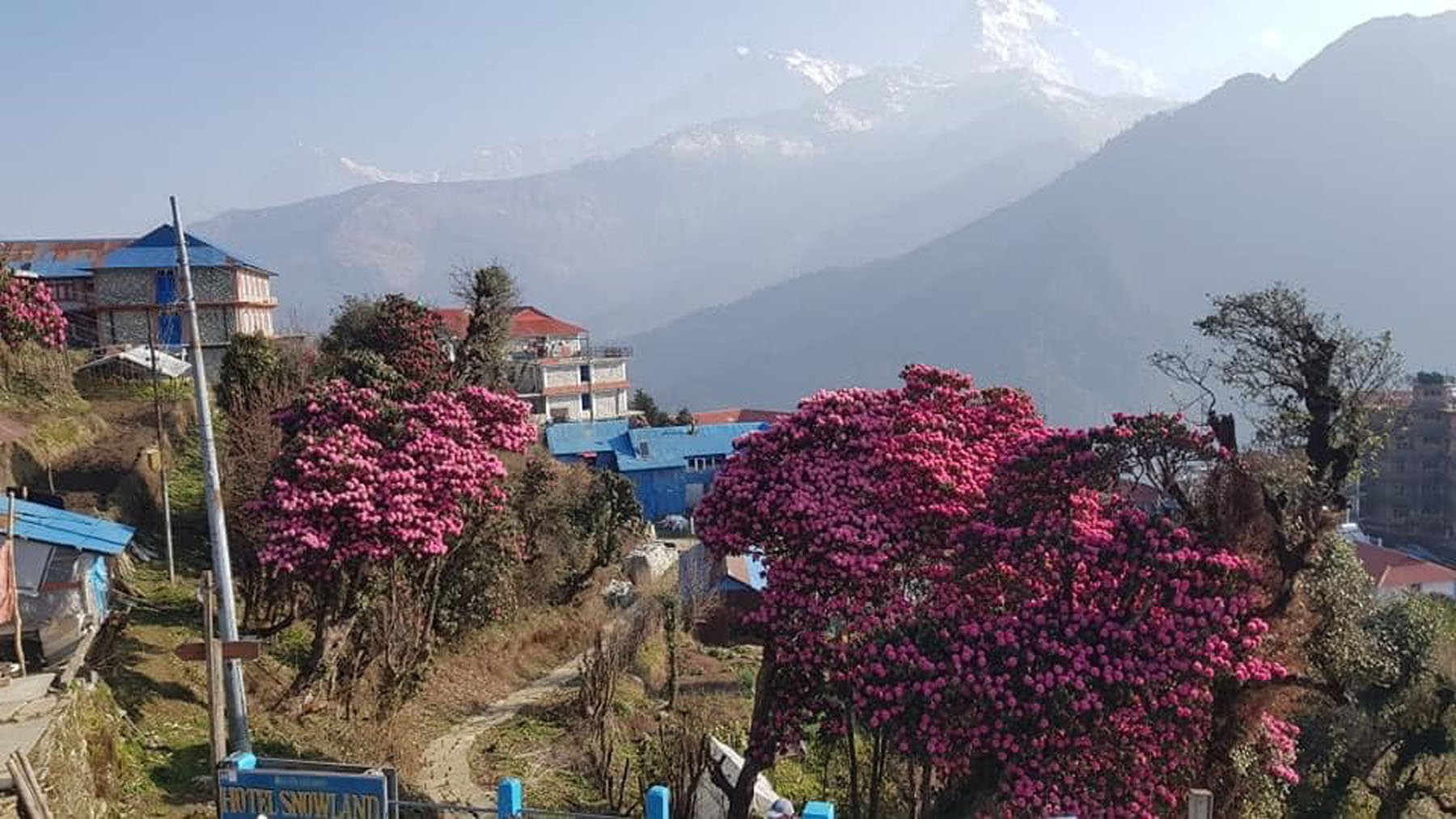 गुराँस र घोडेपानी