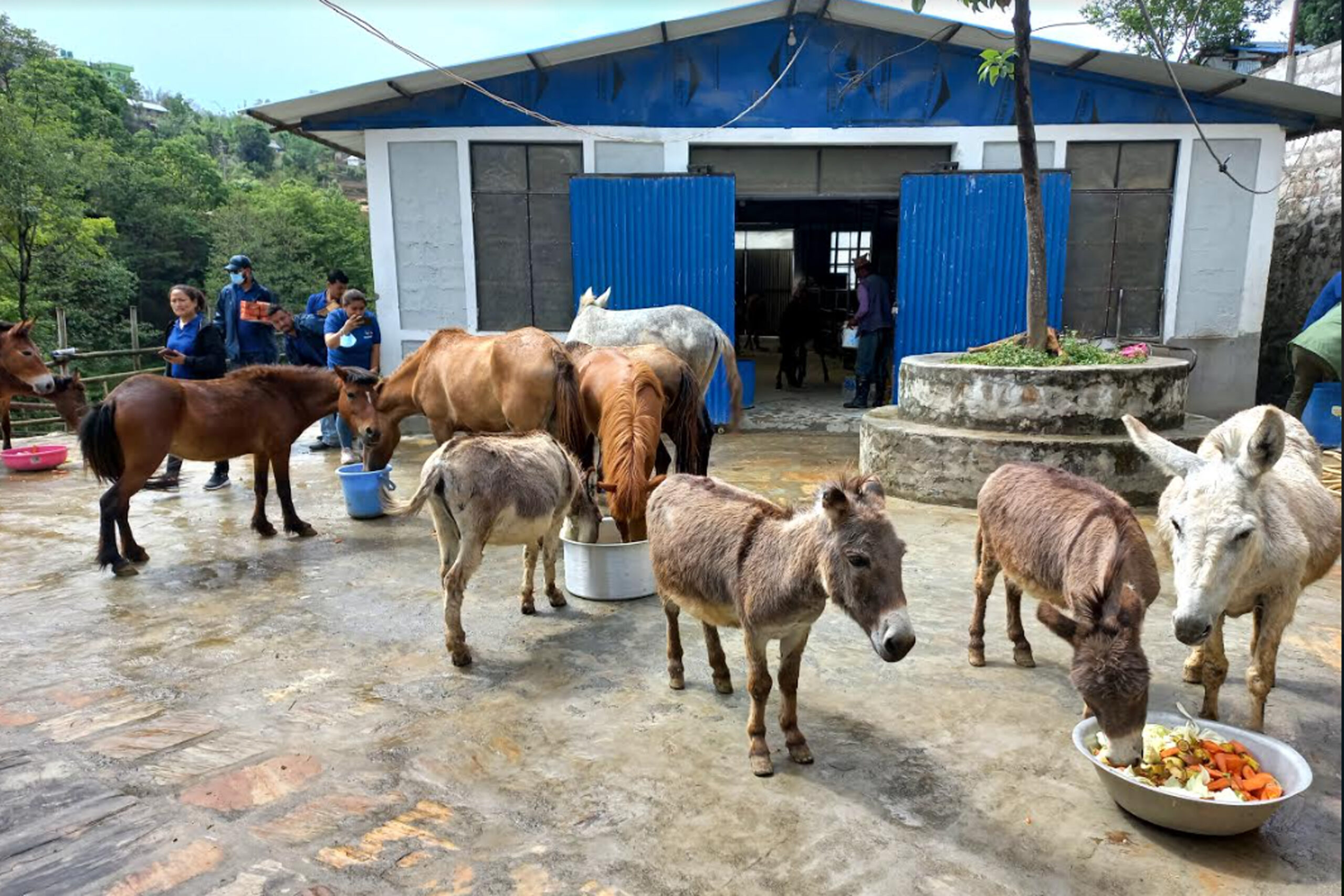 विश्व गधा दिवस मनाइँदै, लोप हुने अवस्थामा गधा