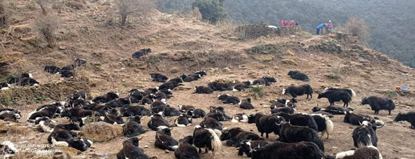 नेपालमा उभौली उधौली पर्व र पशुपालन बीच अन्तरसम्बन्ध
