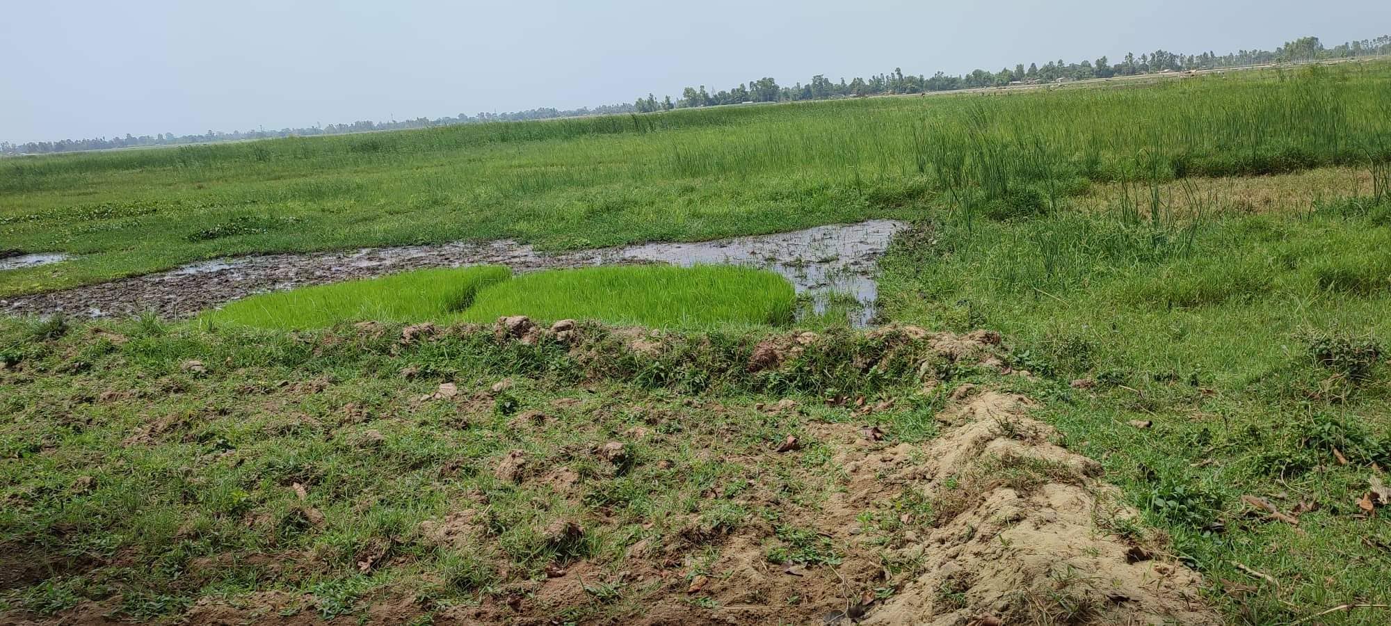 अढाई दशकदेखि बेलडाँडीको हजारौँ विगाह उर्बरा जमिन बाँझै