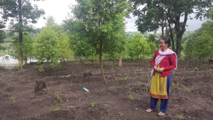 दाङमा बिपन्न समुदायको आयआर्जनमा सहयोग गर्न सामुदायिक वनको खाली जग्गामा कुरिलो खेती शुरु