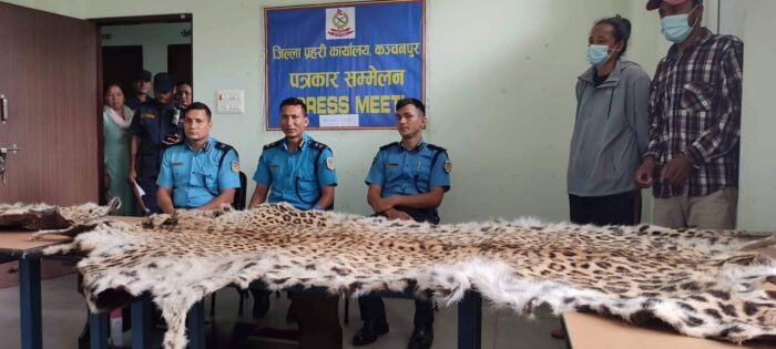चितुवा तस्कर प्रहरीको फन्दामा, बन्यजन्तु मारेर गैर कानुनी धन्दाबाट लाखौँ कमाउने तस्करको सपना चकनाचुर 