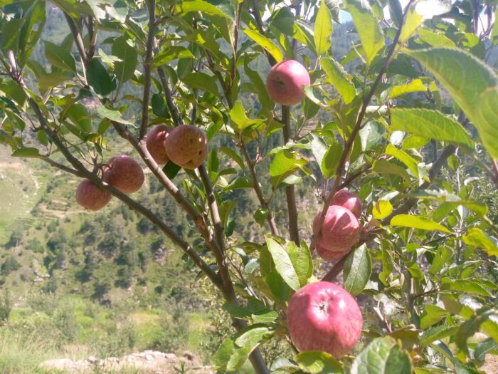 जुम्ली अर्गानिक स्याउ !