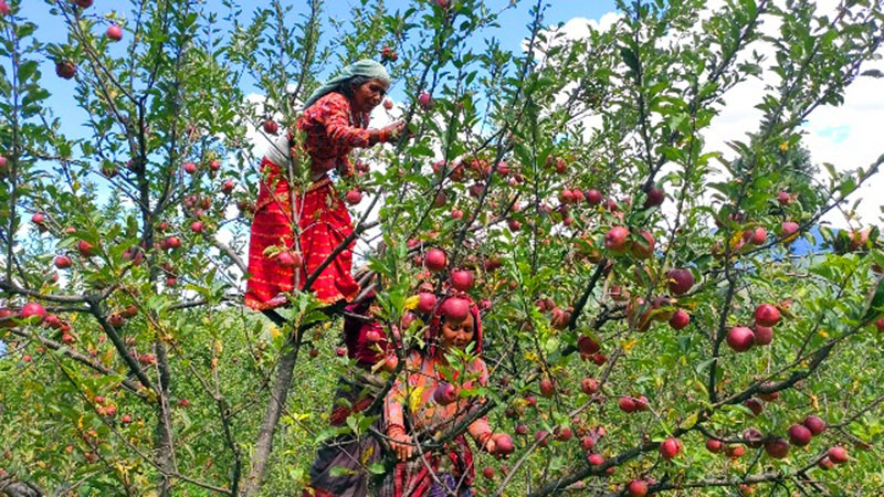 मुगुमा स्याउ टिप्दै किसान