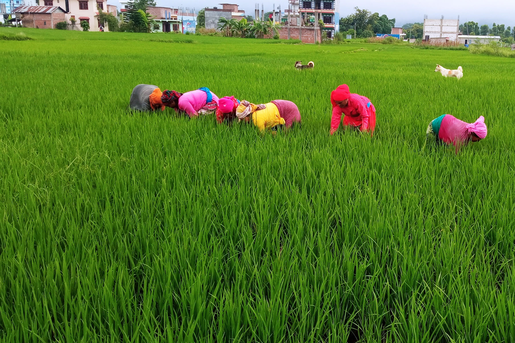 सरकारले तोक्यो चैते धानको मूल्य
