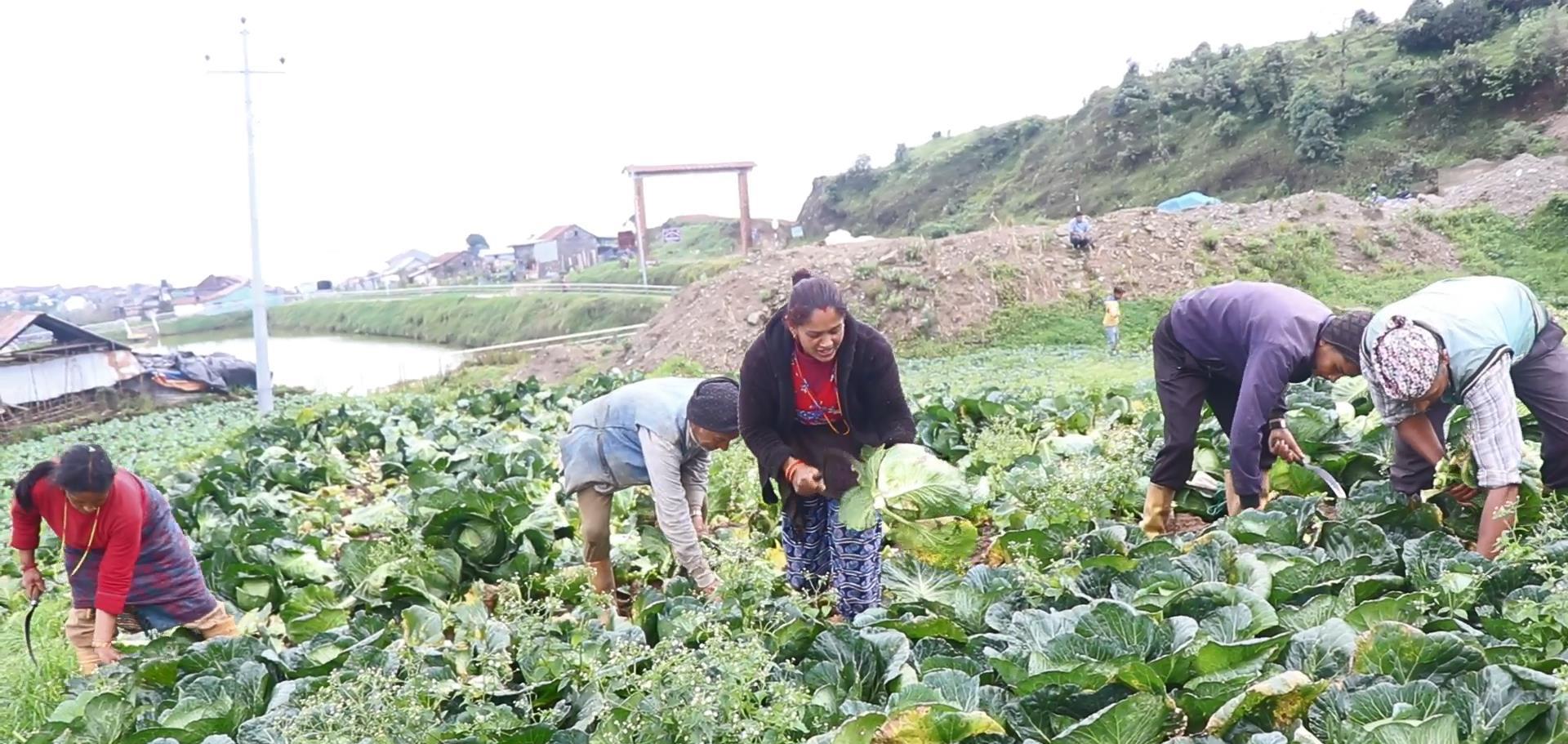अन्नबालीबाट राम्रो कमाई नभएपछि तरकारी खेती मुख्य आम्दानीको स्राेत
