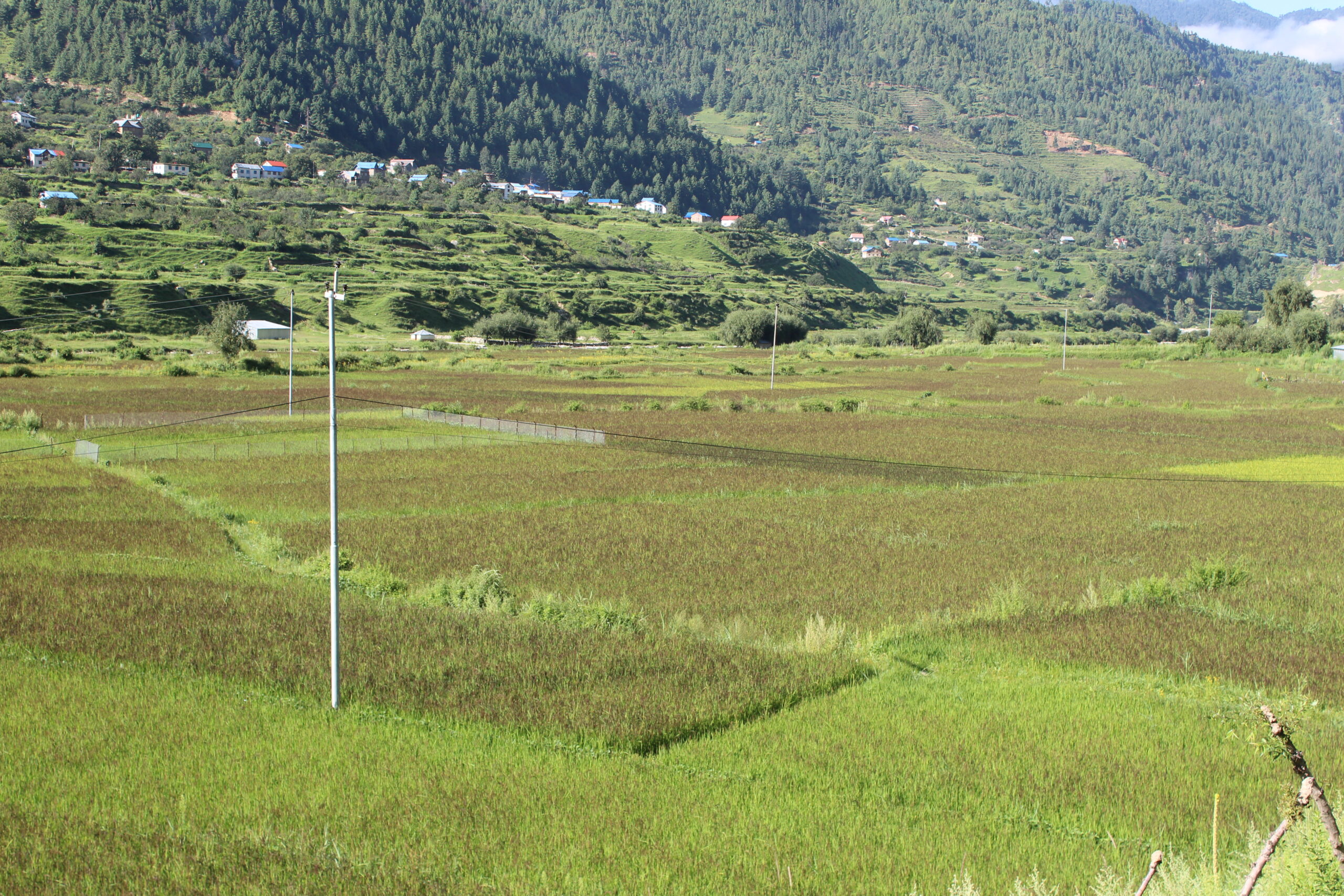 ब्लास्ट रोग बर्बाद हुँदै जुम्लाको मार्सी धानबाली