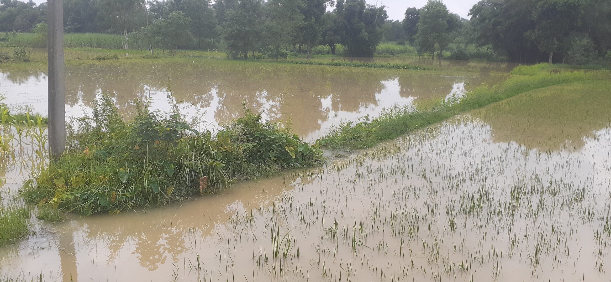 महोत्तरीमा बाढीको बितण्डा, सयौँ बिघा धान खेत डुबानमा