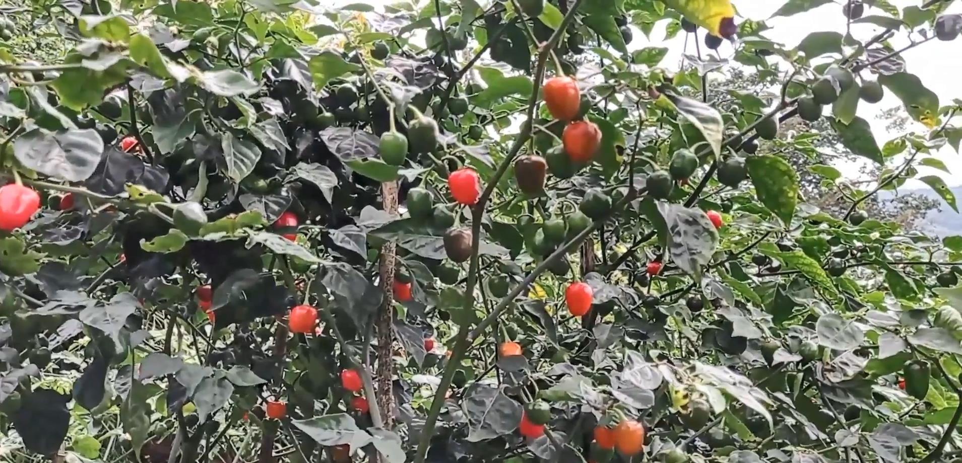 तेह्रथुममा एक वर्षमा चार सय ५७ मेट्रिक टन अकबरे उत्पादन