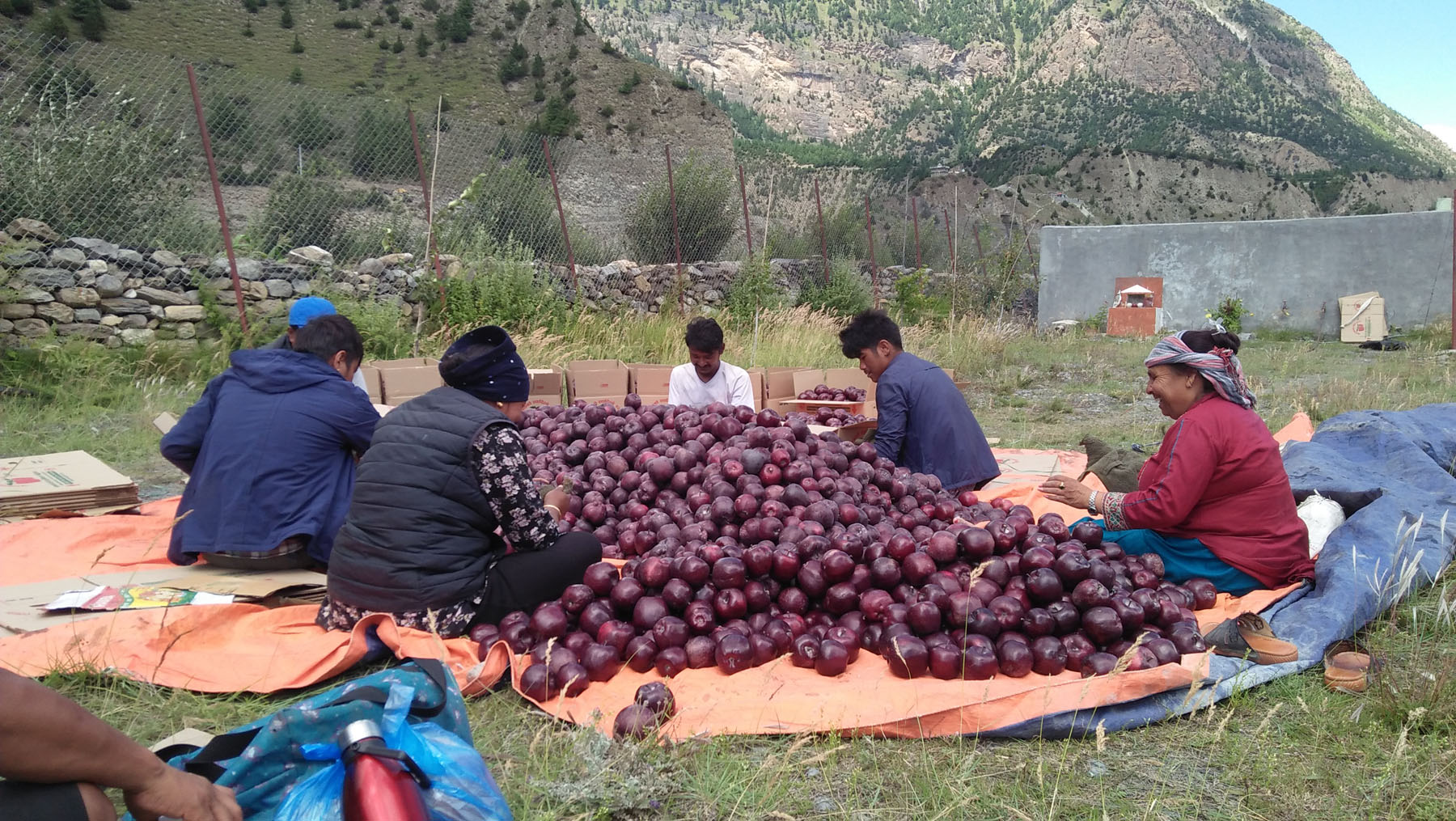 मुस्ताङी स्वादिलो स्याउ बजारमा आँउदै