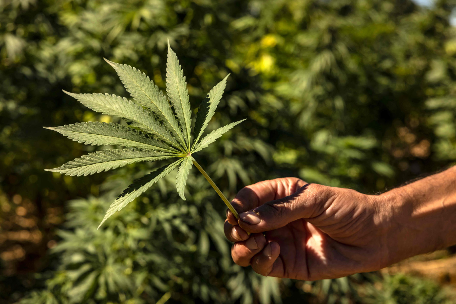 MOROCCO-CANNABIS-ECONOMY