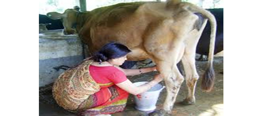 दूध उत्पादनमा प्रोत्साहनका लागि नगद अनुदान