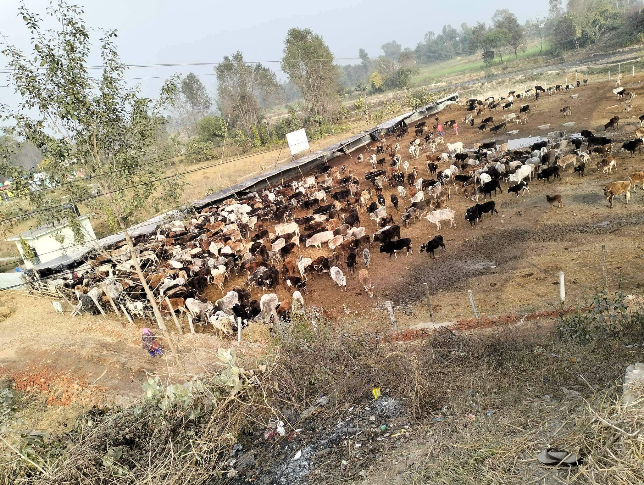 कञ्चनपुरका स्थानीय सरकार छाडा पशु चौपाया व्यवस्थापनका नाममा भ्रष्टाचारमा लिप्त