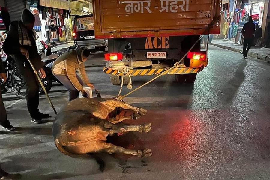 साँढेलाई ट्रकमा बाँधेर घिसारेपछि सिद्धार्थ नगरपालिको चौतर्फी बिरोध