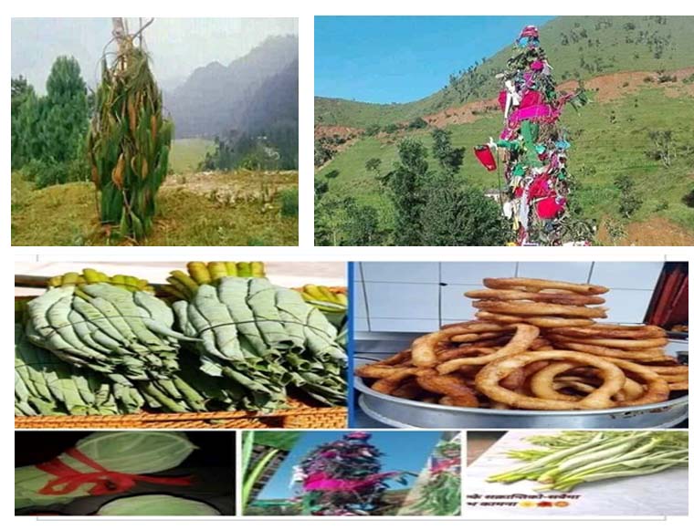 सुदूरपश्चिममा मनाईने बुढी पोल्ने पर्व र पशुकल्याण बीचको अन्तरसम्बन्ध