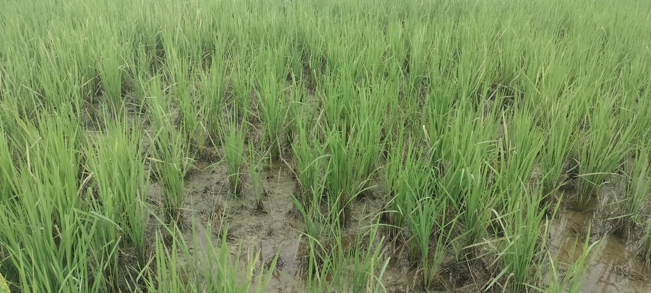 खेतमै सुक्यो  धान, चिन्तामा किसान