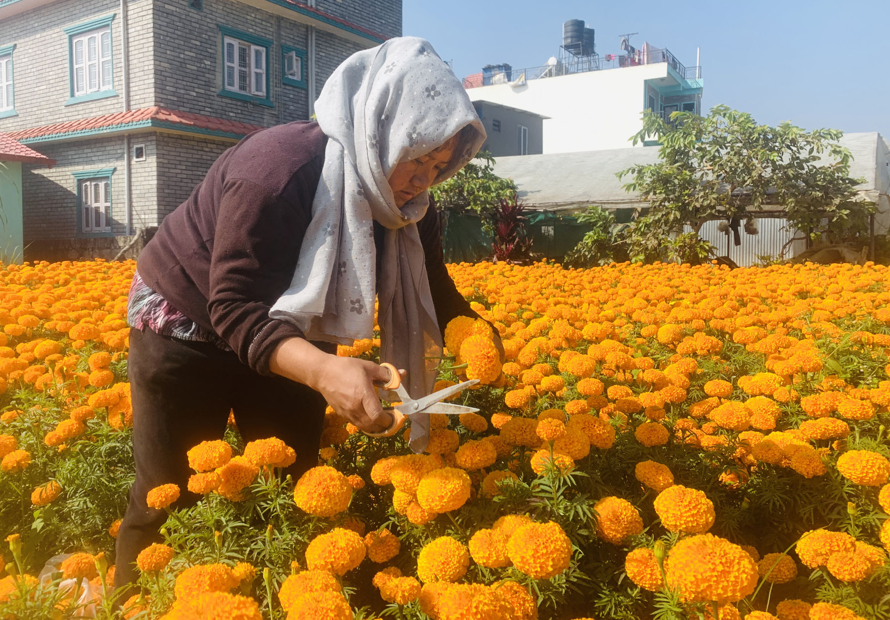 सयपत्री फूल टिप्दै