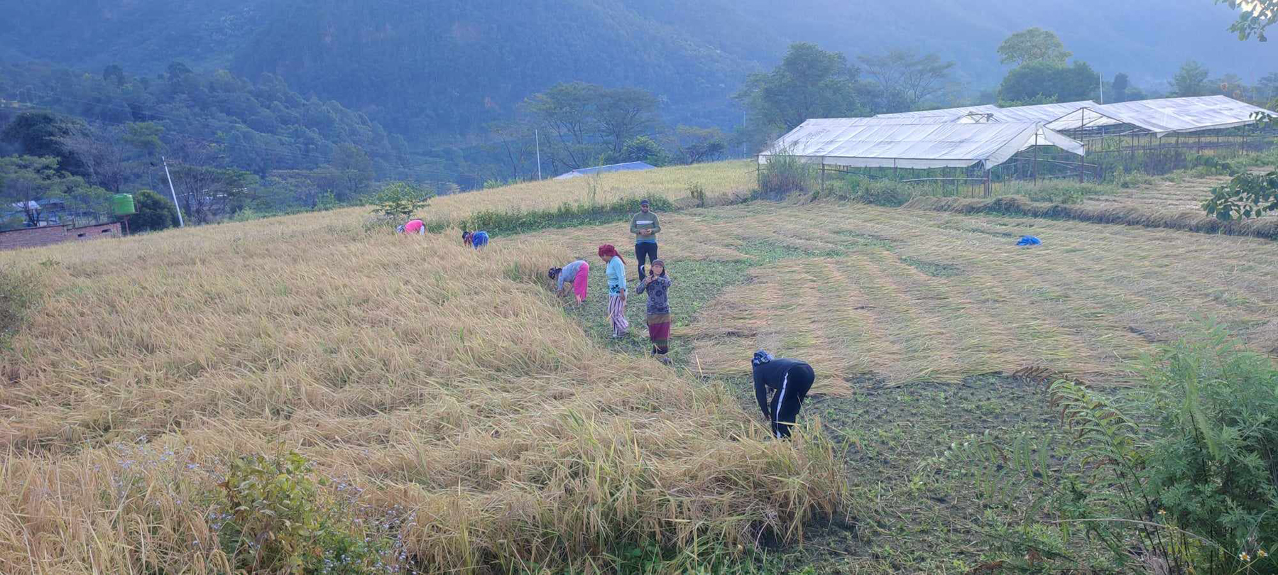 कृषि गणना २०७८ः प्रदेशमा कृषिबाटै खान नपुग्ने परिवार ५६ प्रतिशत