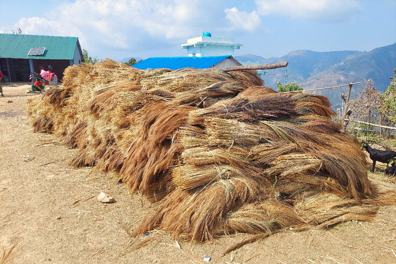 कबुलियत वनमा लगाइएको अम्रिसो  बेचेर तीन करोड बढी आम्दानी