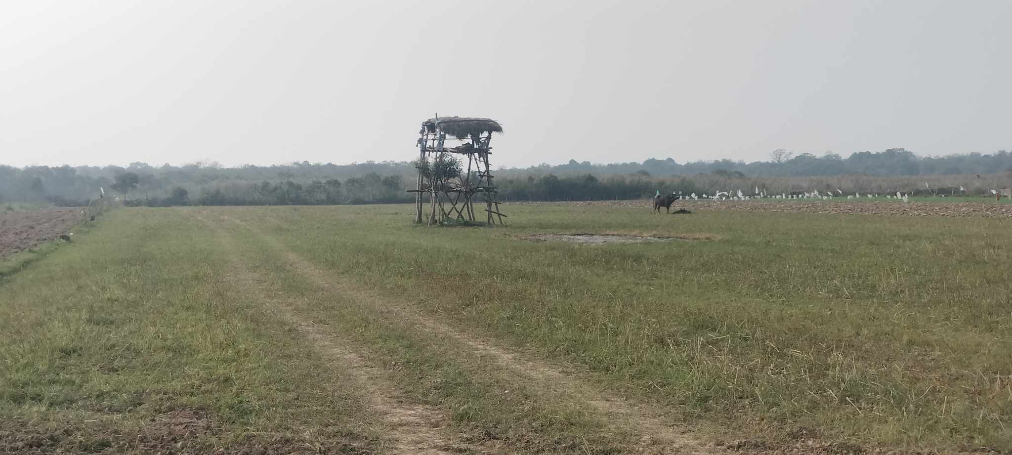जङ्गली जनावरबाट किसानलाई बाली  जोगाउन सकस