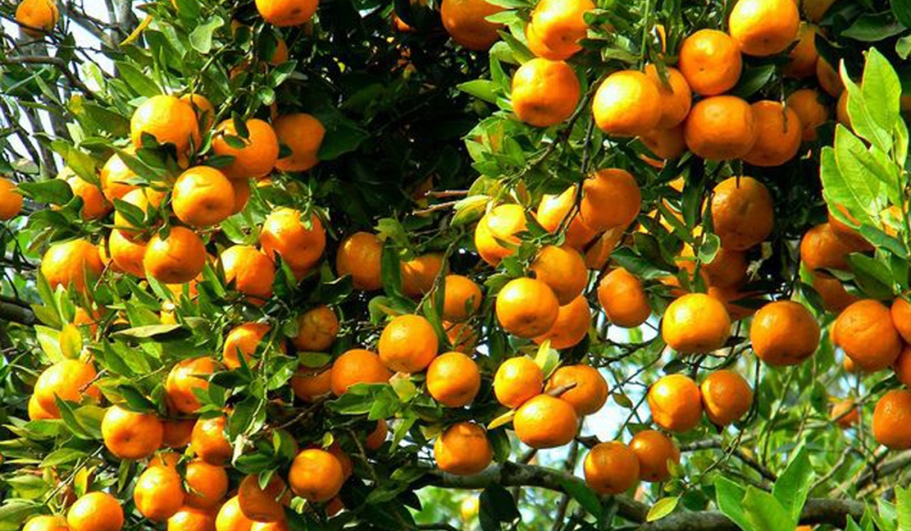 बागलुङमा रु २६ करोड ४६ लाखको सुन्तला बिक्री