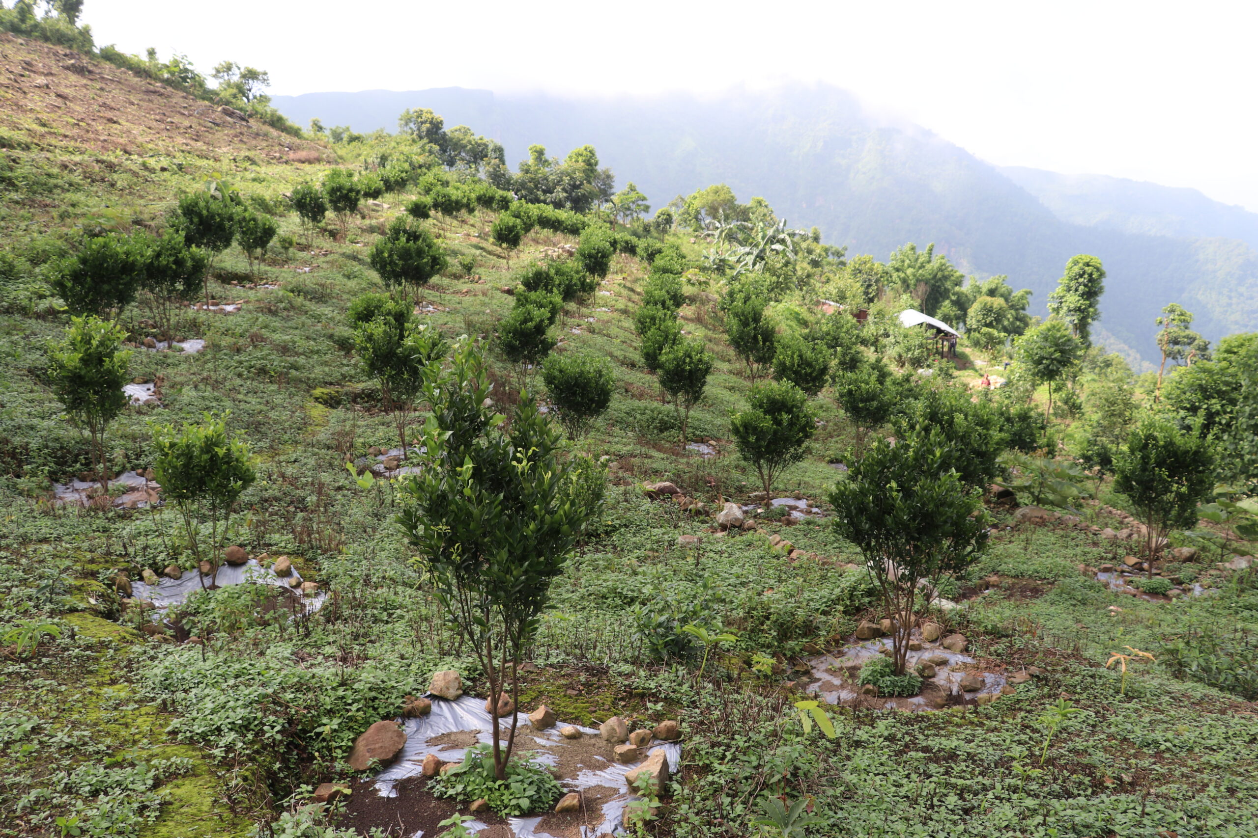 नवलपरासी पूर्वमा सुन्तला जातको फलफूल खेती क्षेत्र दोब्बरले वृद्धि