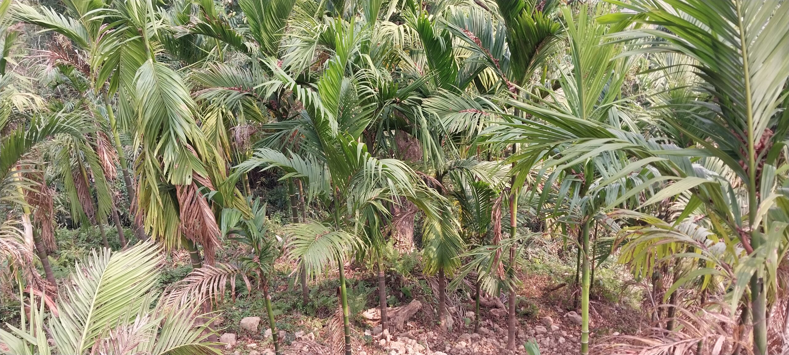 इलामका किसान व्यावसायिक सुपारी खेतीप्रति  आकर्षित