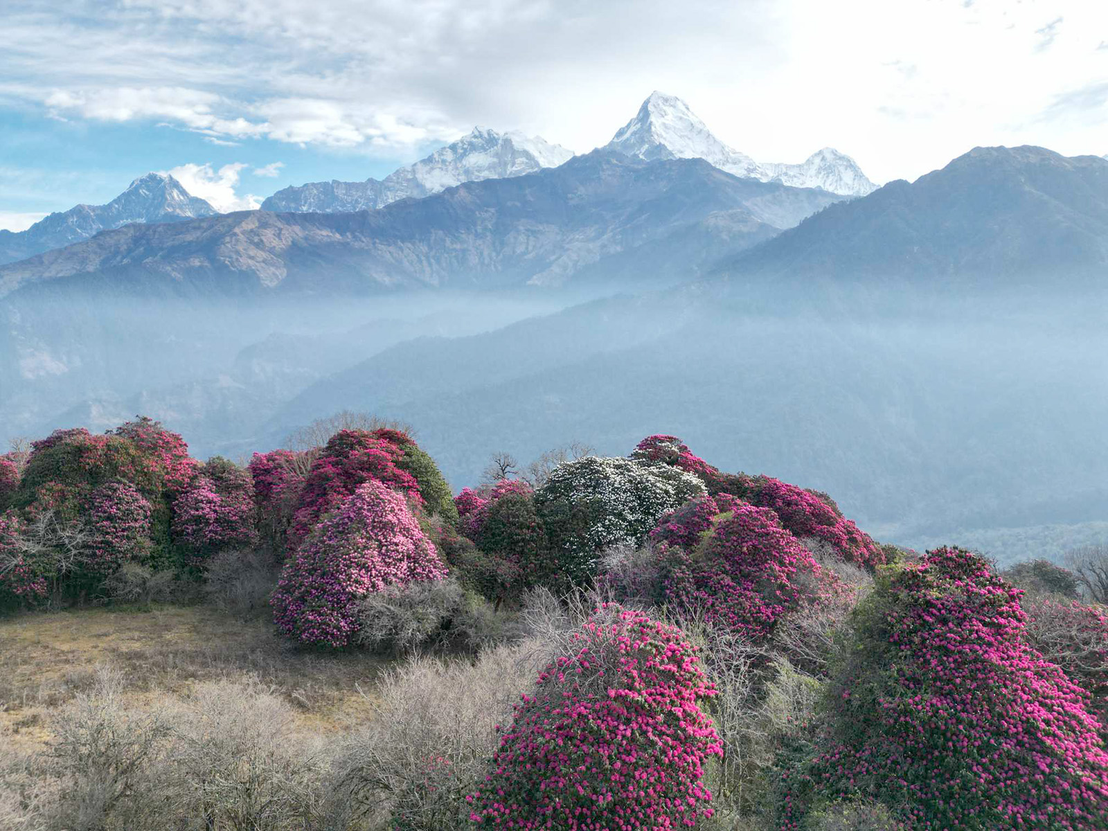 गुराँसको जङ्गल र अन्नपूर्ण हिमाल !