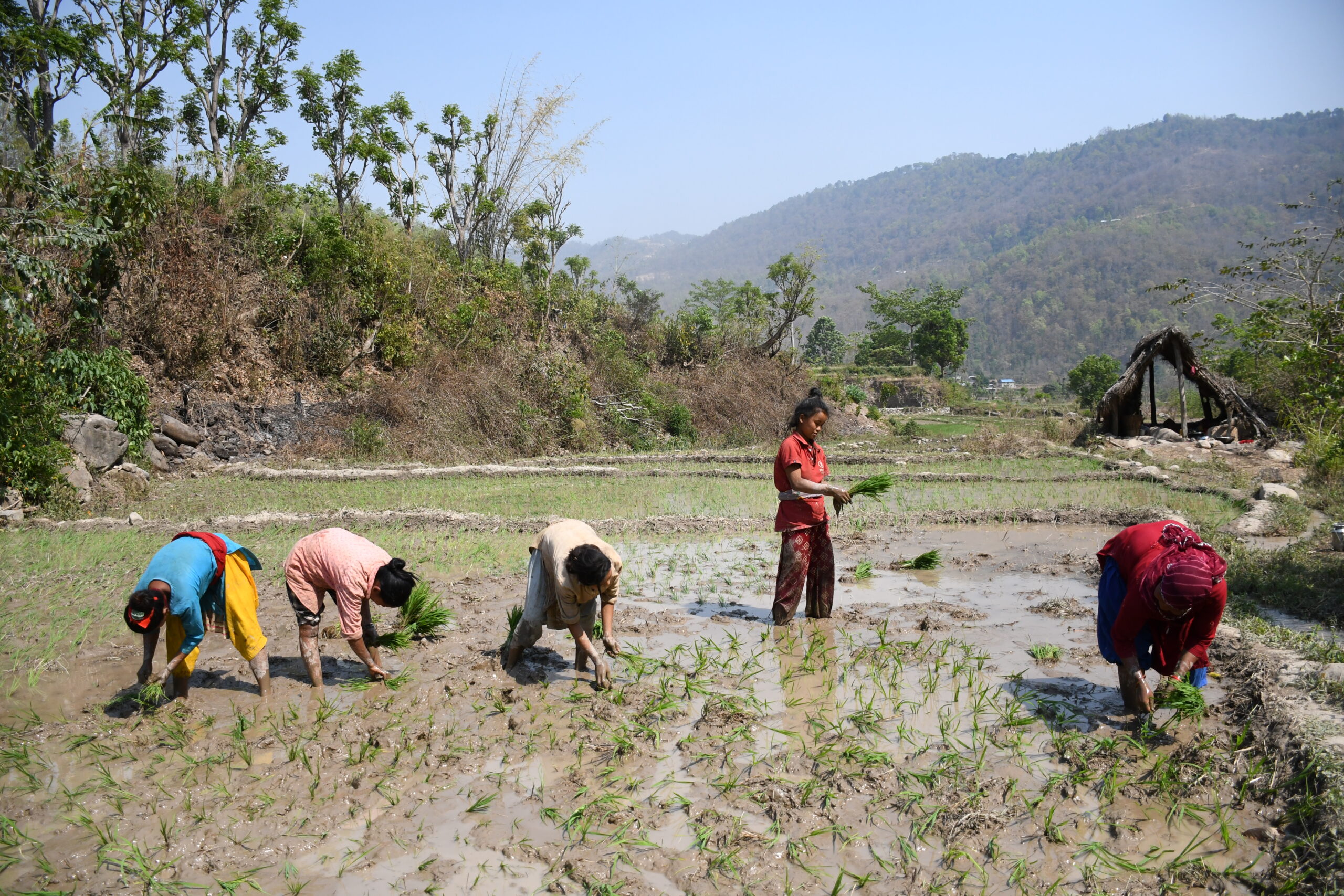 वर्षासँगै सुक्खा सङ्कटग्रस्त मधेस प्रदेशमा धमाधम रोपाइँ
