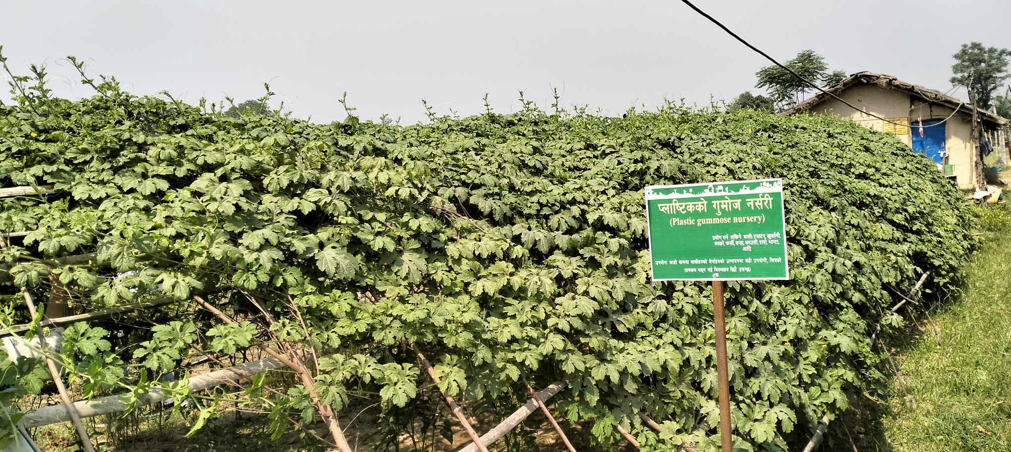 लालझाडी वडा नम्बर ६ चाँन्देवका किसान जलवायुमैत्री व्यवसायिक तरकारी खेती तर्फ उन्मुख