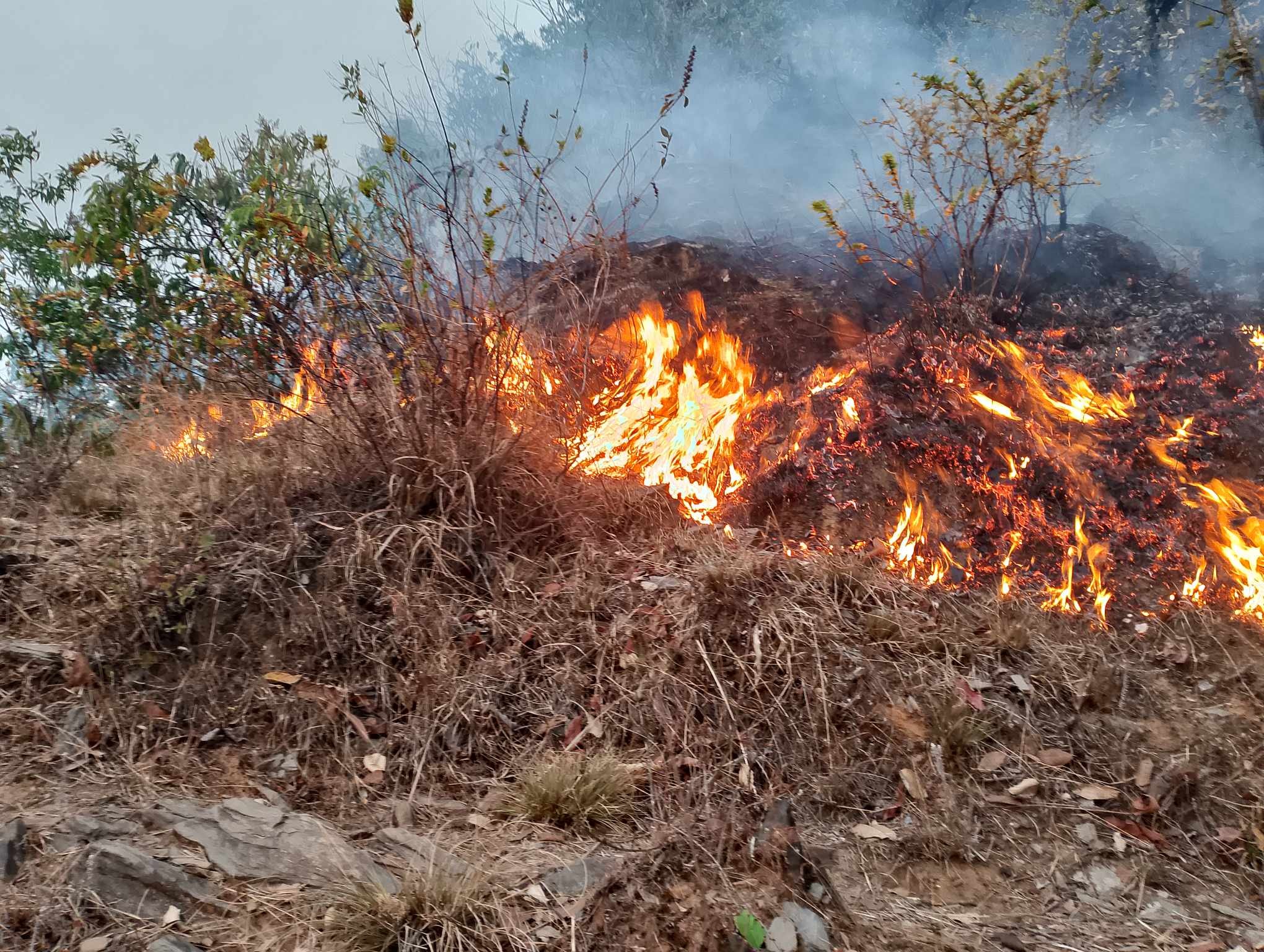 शैलुङ जंगलको डढेलो भयावह अवस्थामा, सानो शैलुङ मन्दिर जोखिममा