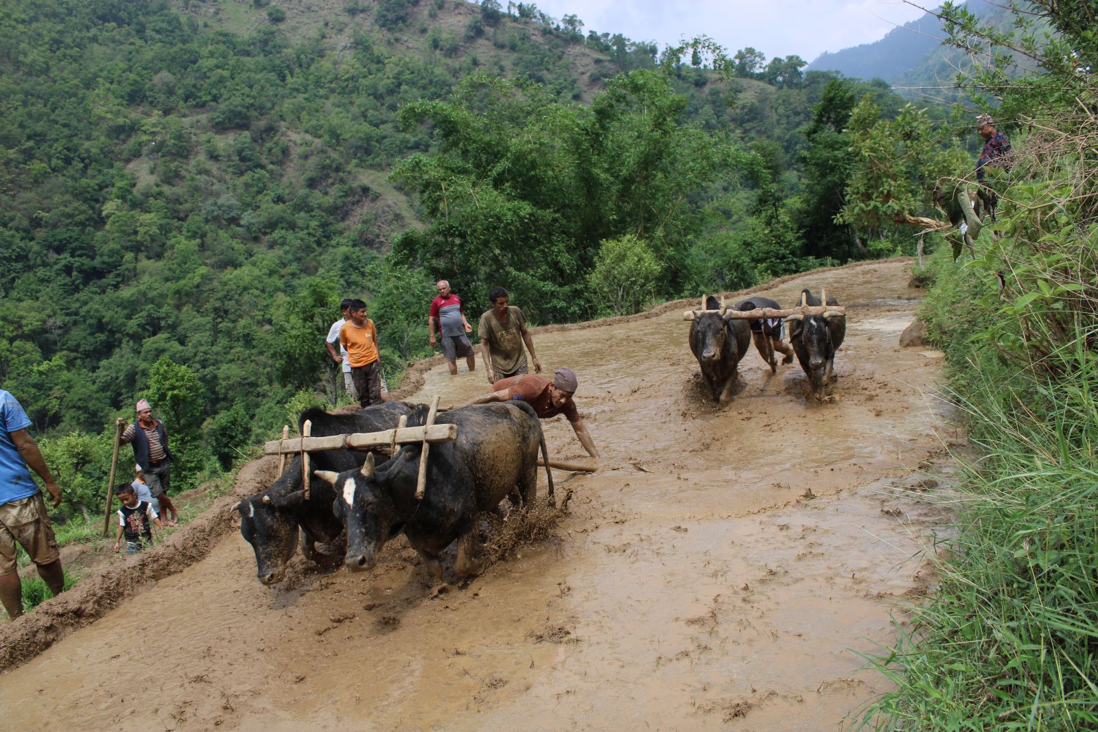 देशभर ३८ प्रतिशत रोपाई सम्पन्न