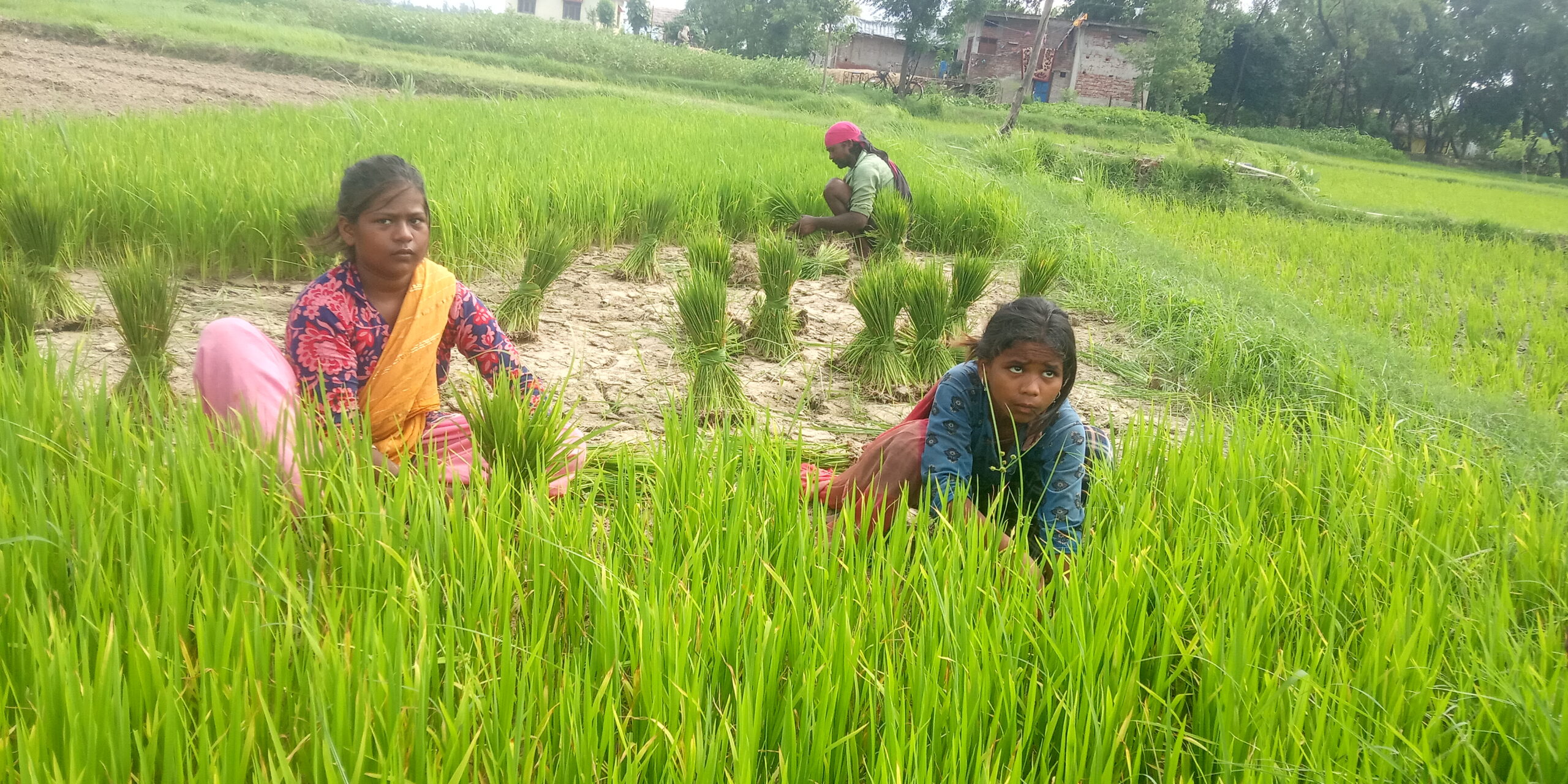 वर्षा नहुँदा धान रोपाइँमा ढिलाइ