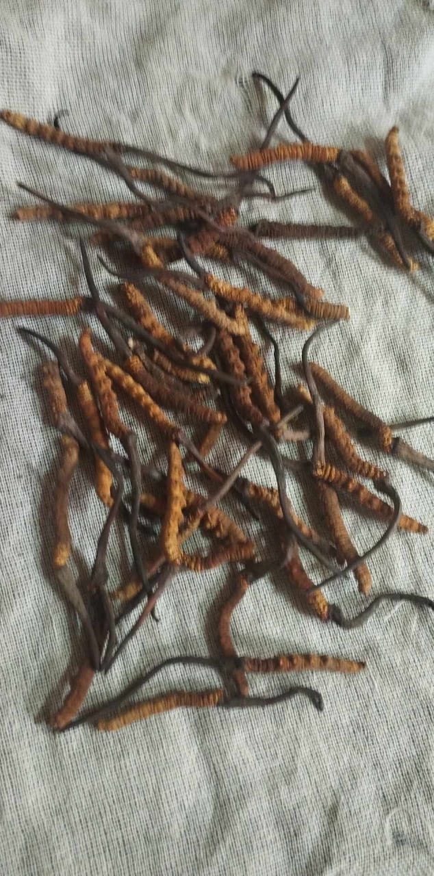 ‘यार्सागुम्बा’ अर्थात् महङ्गो जैविक कीराको खोजी