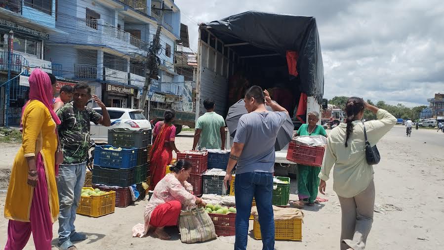 सुनसरीमा आँप उत्पादन  घट्यो