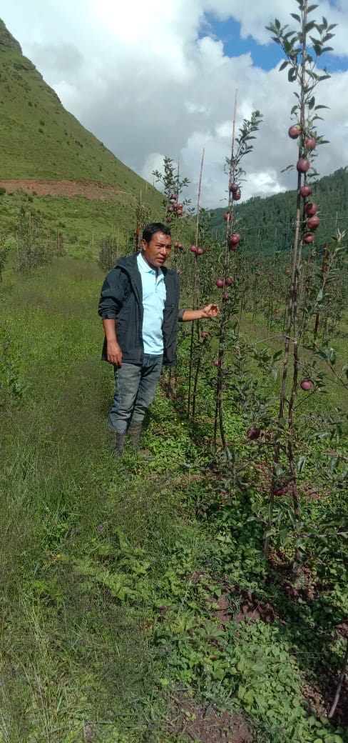 ढोरपाटनमा सामूहिक स्याउखेती