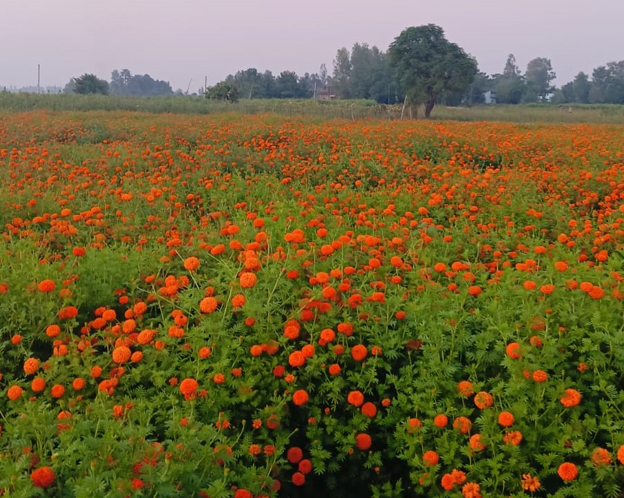 बाँकेमा व्यावसायिक फूलखेती फस्टाउँदै