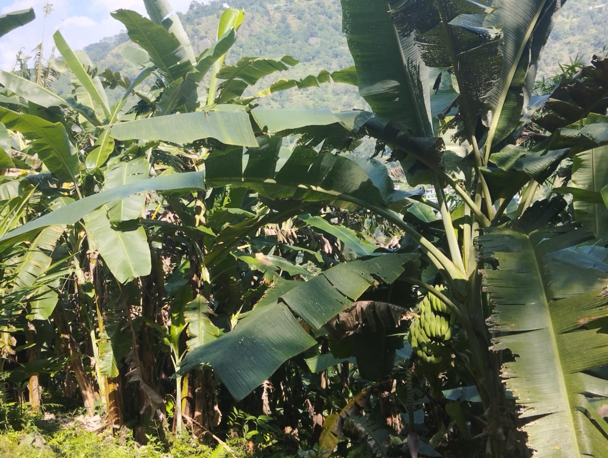 केरा किसानका पीडाः स्वदेशीले बजार पाएन, साढे दुई अर्बको आयात