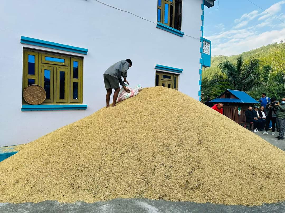 मधेस प्रदेशमा धान उत्पादन बढ्यो