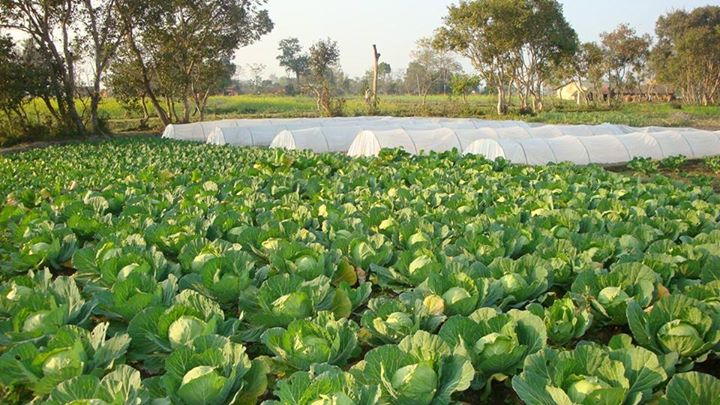 प्रादेशिक कृषि थोकबजारको निर्माण अन्तिम चरणमा