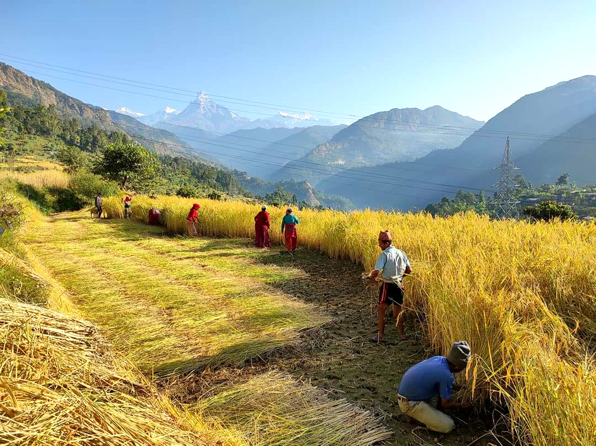 धानको समर्थन मूल्यका पर्खाइमा किसान