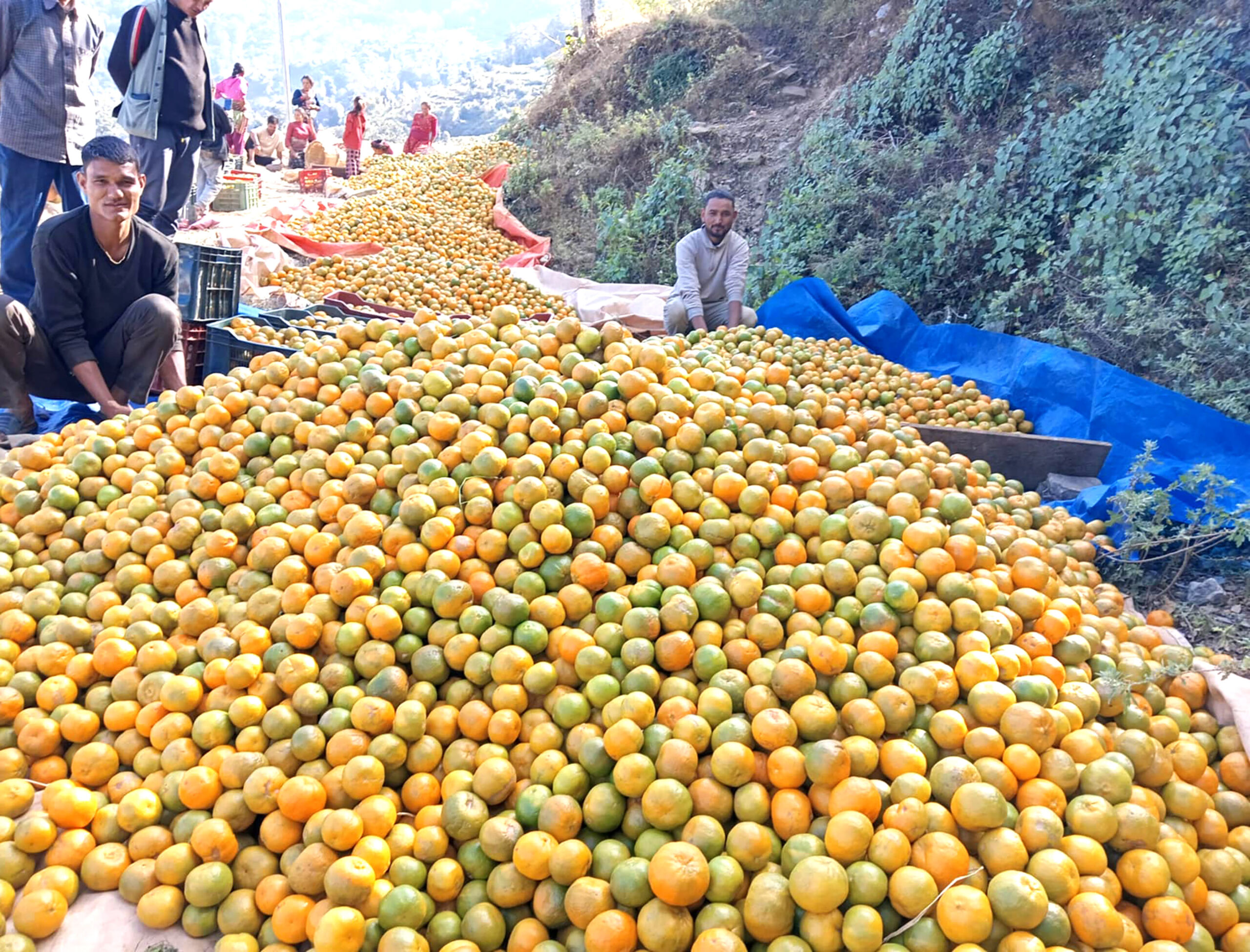 व्यापारीले बजार लैजान  सङ्कलन गरेको सुन्तला !